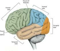Left, right hemispheres Controls Thinking Sensation Voluntary