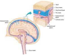 Central Nervous System The meninges Cover brain, spinal cord Layers Dura mater