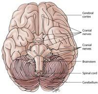 Autonomic nervous system Types of peripheral nerves: Sensory nerves Motor nerves