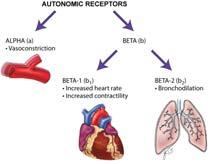 Autonomic Nervous System Alpha receptors Beta receptors Beta 1 Beta 2
