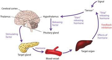 hormones Regulate Growth Reproduction Temperature Metabolism Blood