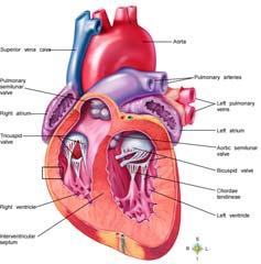 Heart Interventricular septum Myocardium Parietal