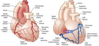 Coronary veins Cardiac Cycle Repetitive pumping