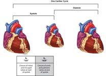 Heart Sounds Normal cardiac cycle First heart sound S 1