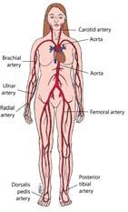 Arteries, Veins, & Capillaries
