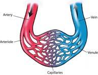 size Arterioles  Capillaries