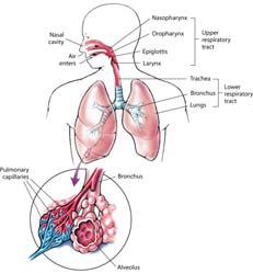 Respiratory System Respiratory System Mechanics of breathing Inhalation Exhalation
