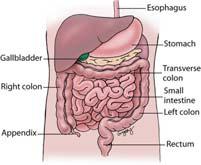 Elimination Digestive System Digestive System Hollow abdominal