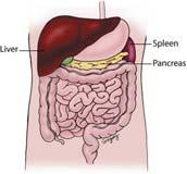 Digestive System Solid