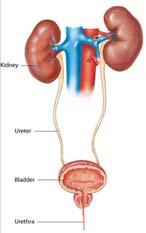 Spleen Pancreas Urinary