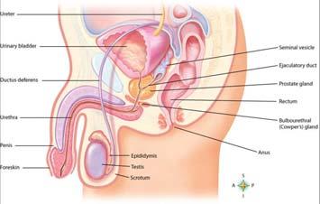 Male Reproductive System Special Sensory