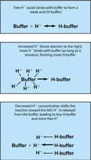 ph Buffer systems Lungs Kidneys Acid-Base Balance Buffer Substance that