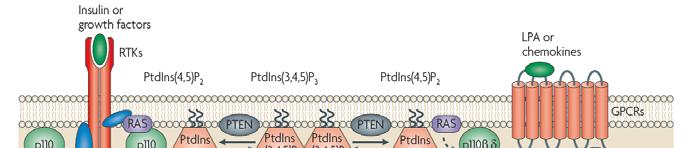 signaling proteins including PDPK1