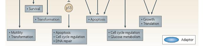 residues for phosphorylation.