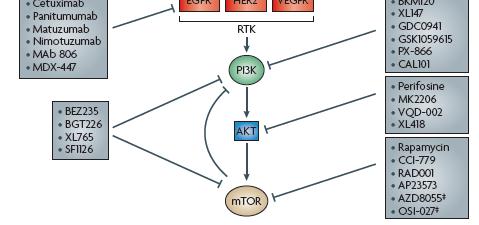 Numerous PI3K-targeted compounds are being introduced into clinical trials, some of them are dual PI3K-mTOR inhibitors, some inhibit multiple class I PI3K