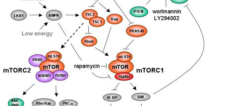 mtor exists in two distinct complexes: mtorc1 and mtorc2.