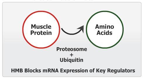 HMB enhances muscle protein synthesis and decreases muscle protein breakdown Protein Synthesis Protein Breakdown Albert F et al.