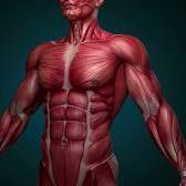Why is Muscle Health so important?