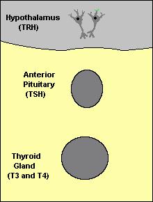 Pituitary problem; ie inadequate TSH Thyroid problem; can t make