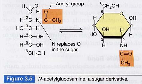 Substituted forms (sugar derivatives) o Uses Structural components of cells Nucleic acids Walls Energy Nature of the