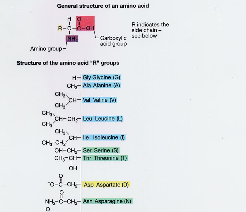 Amino Acids and Proteins Amino acids are the monomers