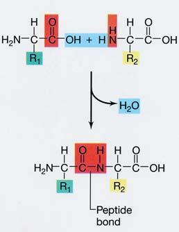 amino end o can bond end to end via the Peptide Bond to