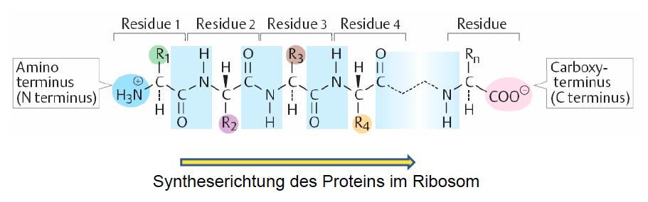 3) Peptides / Proteins