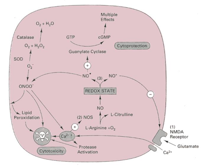 either or (GRD) -Calmodulin ROS or ROI lead to DNA disruption, mutation,