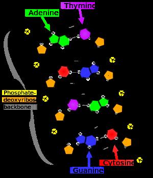 Pentose (5) DNA/RNA