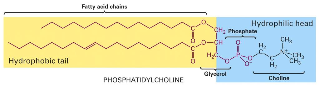 2 HO- - C- H H 2 - - C- OH All phosphoglycerides are amphipathic having a hydrophobic tail (yellow) and a hydrophilic head (blue) in which glycerol is linked