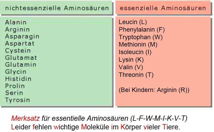 Non-Essential Amino Acids Essential Amino Acids Phenylketonurie (PKU) - Fölling Disease (lack of Phenylalanin-Monooxygenase) Non-Proteinogen Amino Acids Glu /