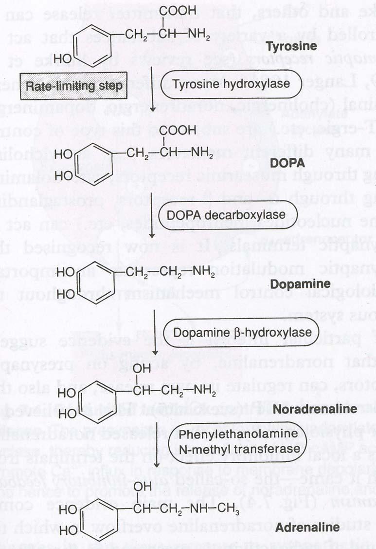 Phenylalanine -----> (dietary) (essenmal AA) (Phenylalanine-hydroxylase) (in liver)