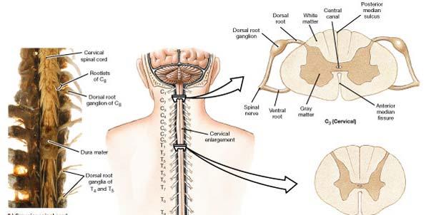 Cervical Enlargement Gray matter expanded to incorporate more