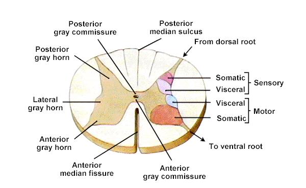 Sectional anatomy of spinal cord