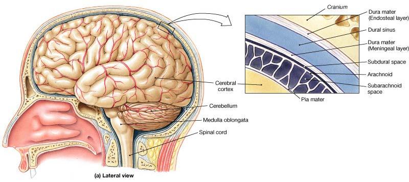 1. Cranial Meninges Three layers: 1. Dura mater - strong, "tough mother" a. falx cerebri b. falx cerebelli c.