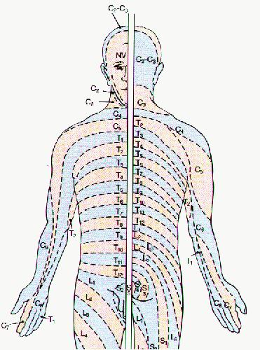 Dermatomes Sensory innervations by specific spinal nerves Each
