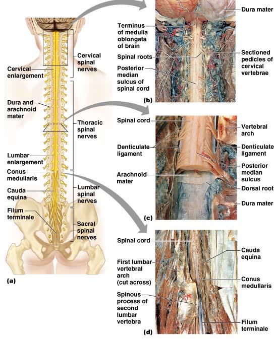 3. Spinal cord: Resides inside vertebral canal Extends to L1/ L2 31 segments, each associated with a pair of