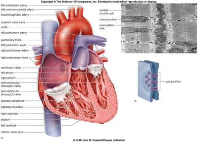 Visualizing blood flow through the heart How do the structure of the vessels and heart match their functions?