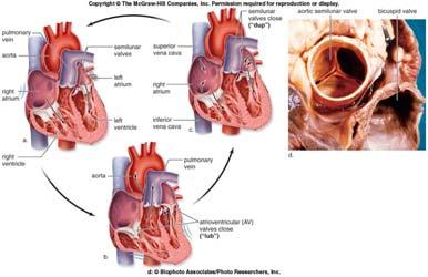 What is the cardiac cycle? How is the heartbeat controlled?