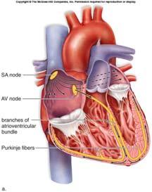 node, also in the right atrium, to send a signal down the AV bundle and Purkinje fibers that causes ventricular contraction These