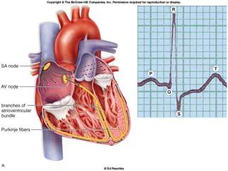 when stimulated by the SA node called the P wave The contraction of the ventricles is the QRS complex The recovery of