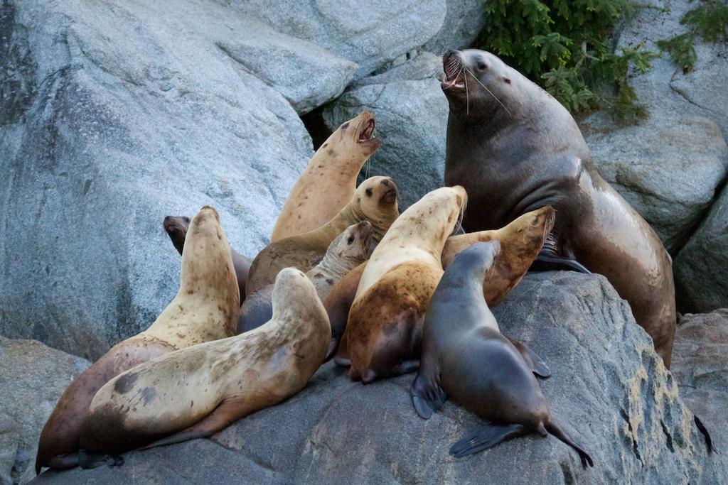 12 Harem-keeping One breeding male and many breeding females per group: sea lions deer horses lions Why do