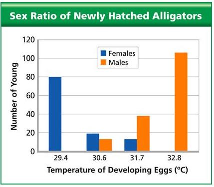 23 American alligators 72% female (1995-1999 in