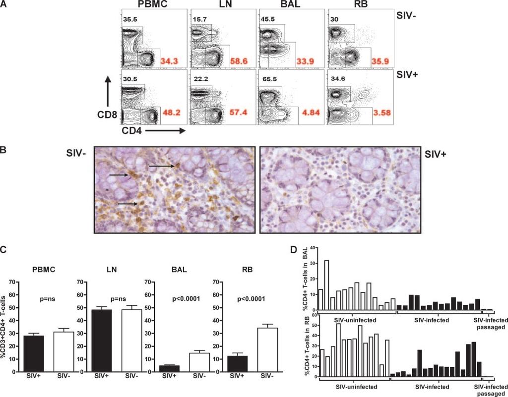The Journal of Immunology 3027 FIGURE 1. Depletion of mucosal CD4 T cell during nonpathogenic SIV infection of SMs.