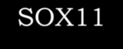SOX11 SRY (sex determining region Y)-box 11