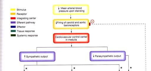 Orthostatic Hypotension - Pathophysiology Suddenly standing up pooling of blood in veins