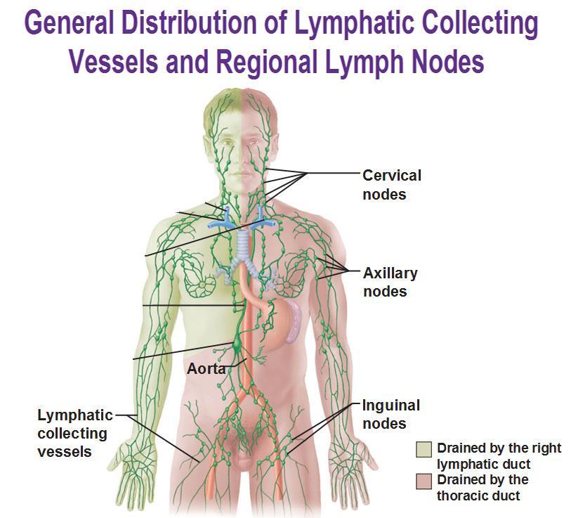 Lymphatic System Thoracic duct Cisterna Chyli Lymphatic System Returns 10-15% of fluid that does not return directly to capillaries through osmotic pressure This fluid, which is called lymph filters