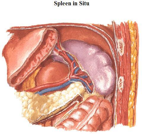 Spleen The spleen acts as a large modified lymph node in the circulation of blood instead of lymphatic fluid Blood leaves the vessels in the Spleen and allows macrophages to remove antigens and also