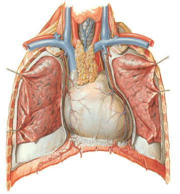 Pericardium The heart is surrounded by the pericardium Parietal pericardium is the outer layer.