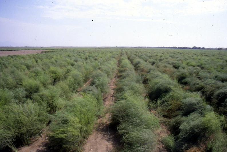 Peruvian Asparagus Importers Association Fresh Asparagus Category Management Plan